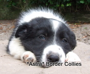 Puppy no 3, Ben x Pru litter, Black and white female border collie